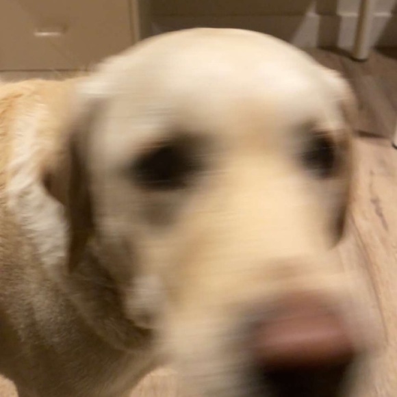 Meet your Posher, Anna josée - Picture 1 of 1